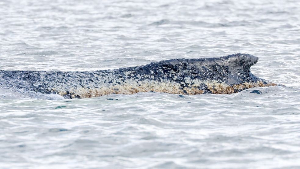 Für den Wal scheint es keine Hoffnung mehr zu geben. (Archivbild) Foto: Bodo Marks
