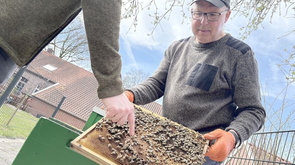 Böde Busboom hat einen Rahmen aus dem Stock geholt. Timo Martini zeigt, wie die Bienen die Kammern mit den Larven verschließen. Foto: Marion Janßen