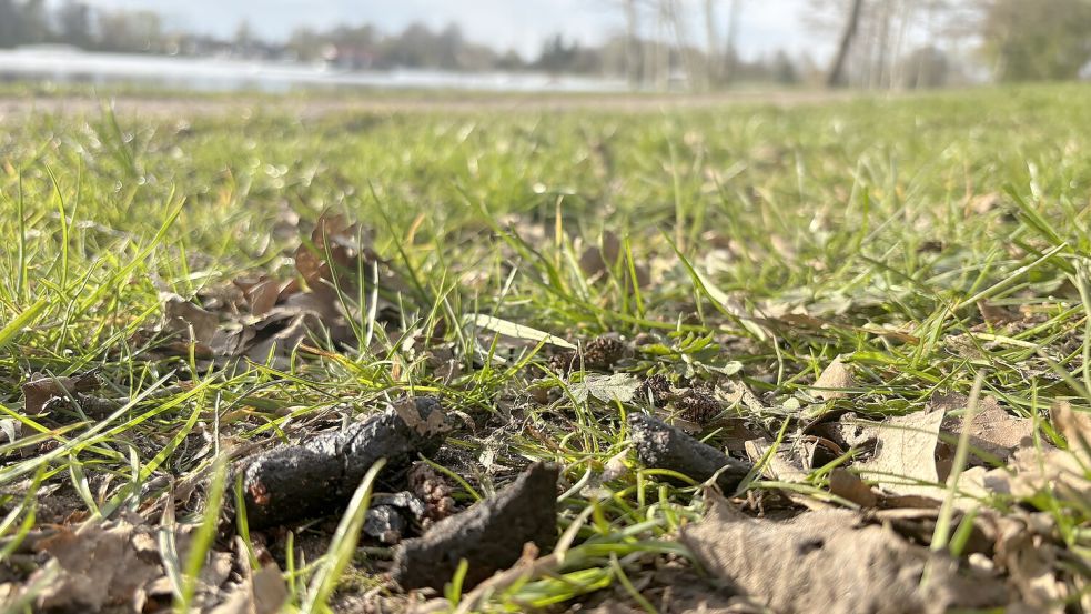 Hundekot am Idasee in Idafehn. Zuletzt gab es bei der Gemeinde vermehrt Beschwerden wegen der Hinterlassenschaften rund um den See. Fotos: Henrik Zein