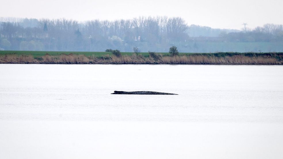 Der Buckelwal liegt vor der Insel Poel. Foto: Philip Dulian