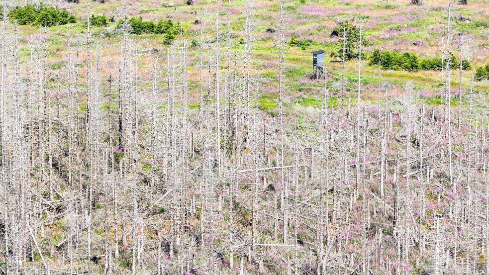 Seit Jahren setzt der Borkenkäfer den deutschen Fichtenwäldern zu, Trockenheit und Sturmschäden kommen als Belastung hinzu. (Archivbild) Foto: Julian Stratenschulte