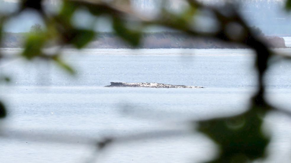 Der Buckelwal war auch am Mittwoch deutlich zu hören. Foto: Bernd Wüstneck