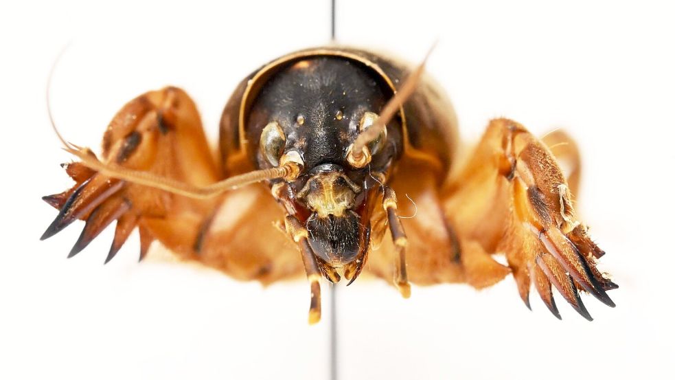 Die Maulwurfsgrille hat Schaufeln, um sich durchs Erdreich zu buddeln. Foto: Uli Deck