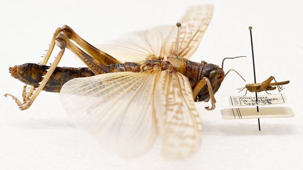 Beeindruckender Größenunterschied: Während die Dornschrecke (rechts) hierzulande häufig vorkommt, werden Wanderheuschrecken (links) eher in Terrarien gehalten. Foto: Uli Deck