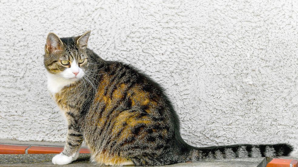 Elf Jahre nach ihrem Verschwinden ist eine entlaufene Katze wieder aufgetaucht. Foto: IMAGO/Harald Dostal