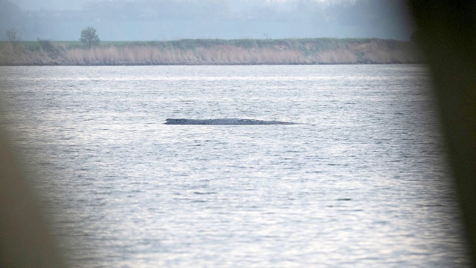 Mit ihrem Okay für einen Rettungsversuch für den Buckelwal bei Wismar durch eine private Initiative sorgten die Behörden zuletzt für eine Überraschung. Foto: Philip Dulian