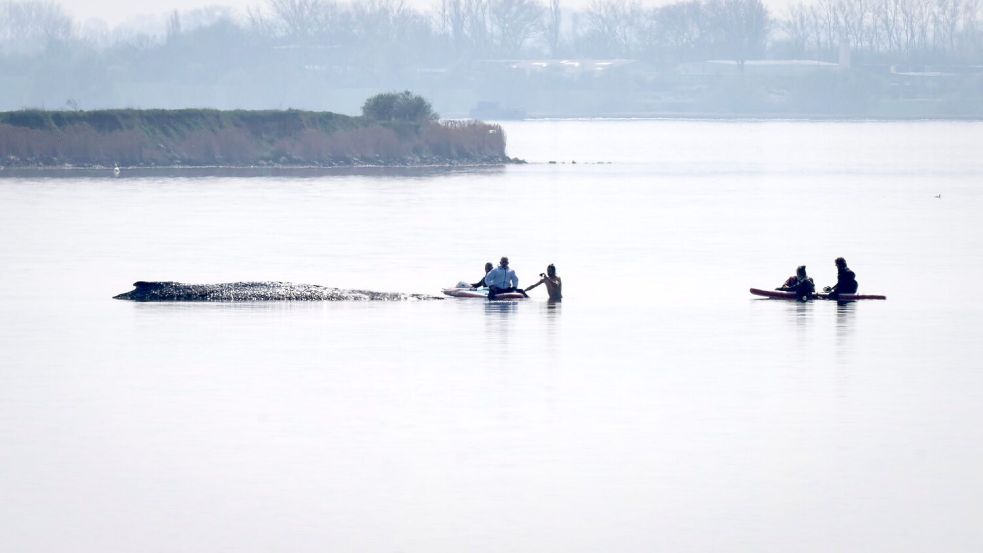 Der private Rettungsversuch für den gestrandeten Wal vor Poel beginnt mit einer Annäherung von Helfern. Foto: Philip Dulian