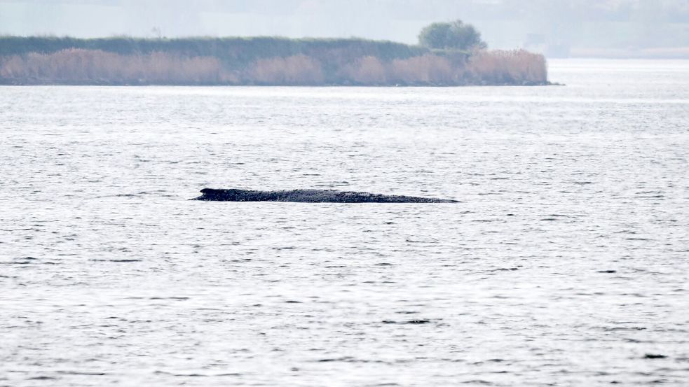 Das Schicksal des Buckelwals bewegt die Menschen. Foto: Philip Dulian