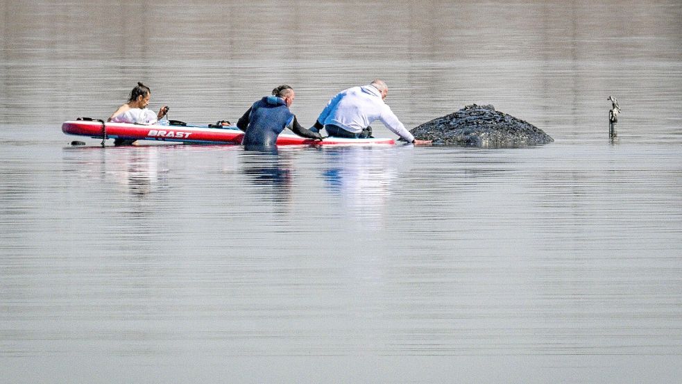 Der gestrandete Buckelwal „Timmy“ bewegt die Nation – hier nähern sich Helfer dem Tier in der Ostsee. Foto: Imago
