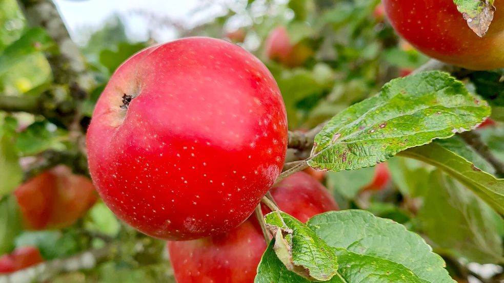 Die Gemeinde Rhauderfehn verschenkt Obstbäume. Symbolfoto: Denise Cordes