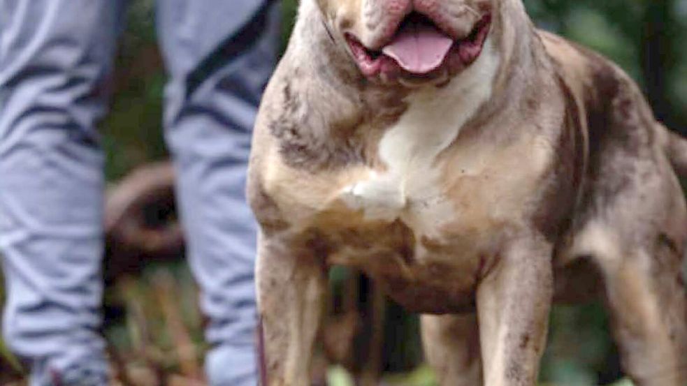 Untersuchungen hätten ergeben, dass der XL-Bully Toretto bereits angefangen hatte, den Mann bei lebendigem Leib zu fressen, berichtet die Nachrichtenagentur PA. Foto: Cheshire Police