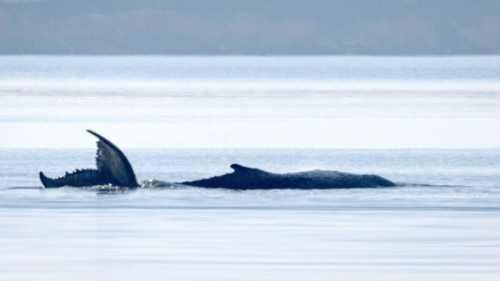 Der Buckelwal vor der Insel Poel schlägt mit seiner Schwanzflosse. Foto: Jens Büttner