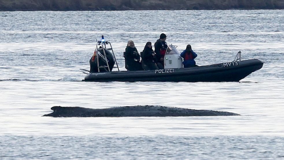 Die Bemühungen um den gestrandeten Wal gehen weiter. Foto: Bernd Wüstneck