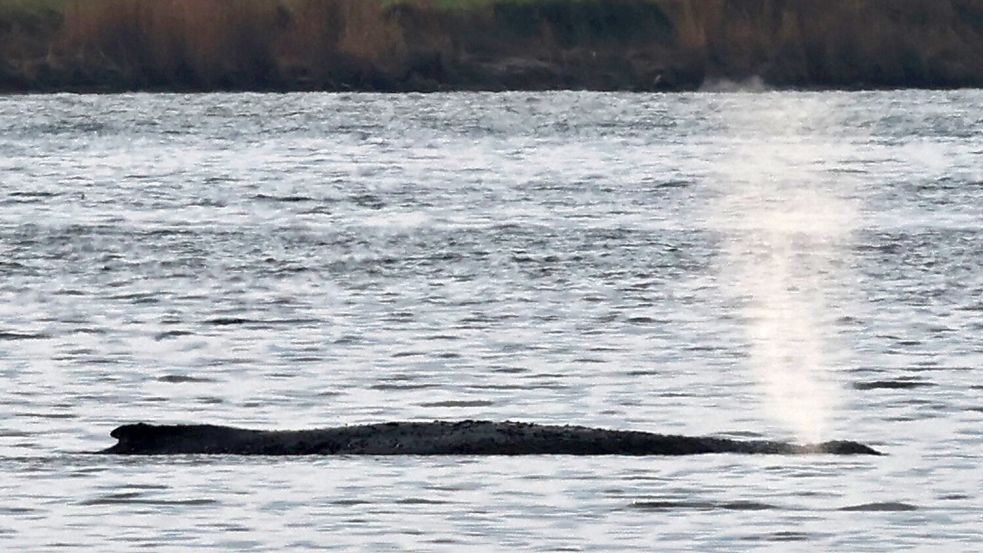 Bislang liegt der Wal weiter vor der Insel Poel. Foto: Bernd Wüstneck