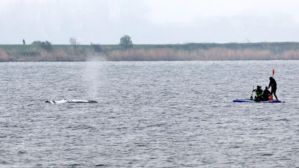 Tag vier der Rettungsaktion - rund um den Wal laufen die Vorbereitungen für seinen Transport ins offene Meer. Foto: Bernd Wüstneck