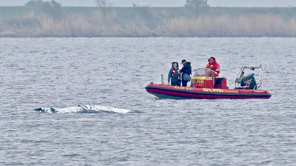 Der Wal ist am frühen Morgen losgeschwommen. Boote, die ihn guiden sollen, sind in seiner Nähe (Archivbild). Foto: Bernd Wüstneck