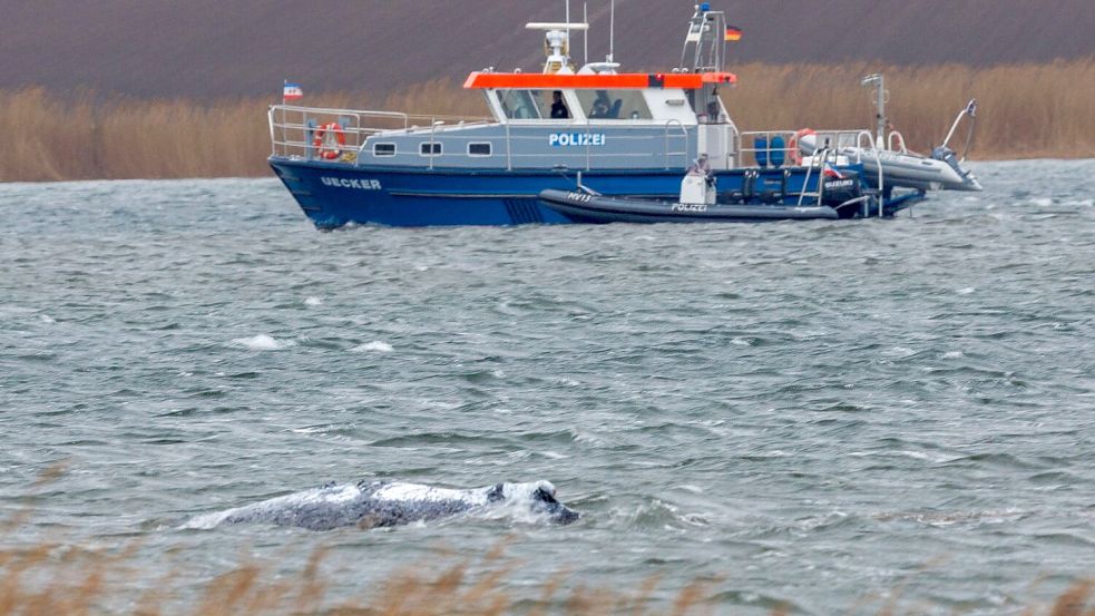 Der Buckelwal vor der Insel Poel schwimmt frei. Foto: Jens Büttner