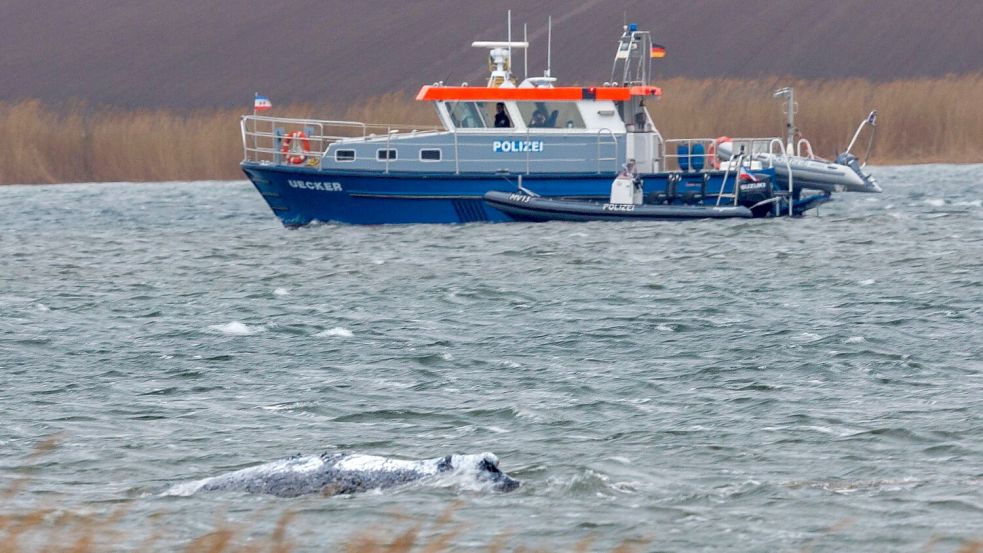 Am Morgen ist der gestrandete Buckelwal frei im Wasser geschwommen. Foto: Jens Büttner
