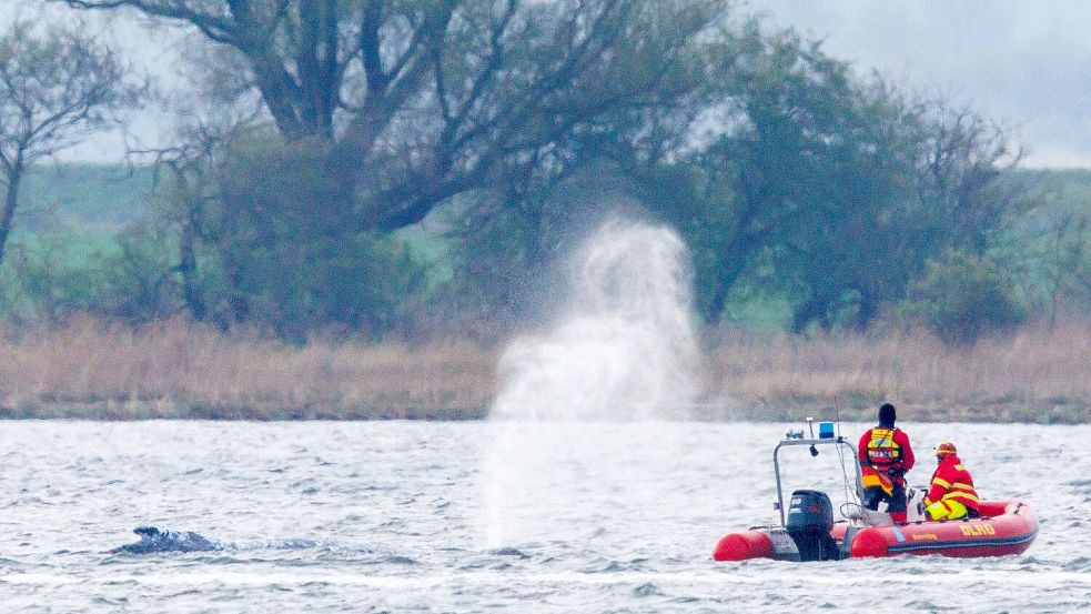 Menschliche Hilfe, tierischer Wille: Ein Begleitboot der DLRG folgt dem Buckelwal vor Wismar. Foto: dpa/Jens Büttner