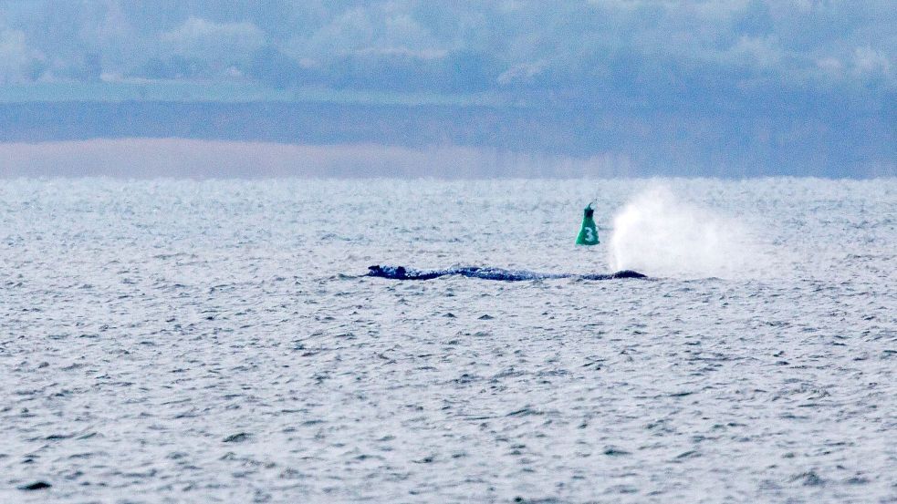 Der Buckelwal ist am frühen Morgen bei steigendem Wasserstand plötzlich von selbst losgeschwommen. Nach rund zwei Stunden stoppte er aber wieder. Am Abend war er wieder in Bewegung - und lag danach wieder ruhig im flachen Wasser. Foto: Jens Büttner