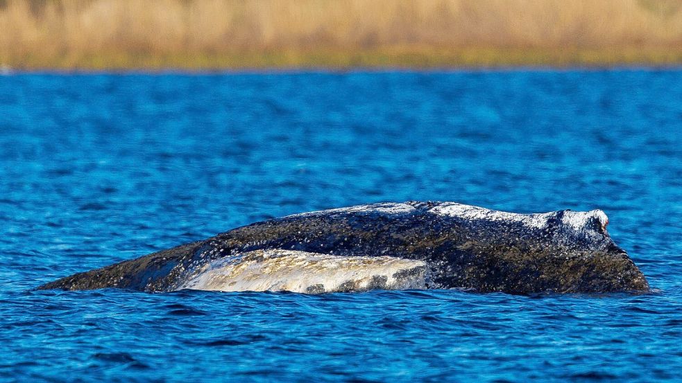Die Wasserstände in der Wismarer Bucht sinken heute wieder. Foto: Jens Büttner