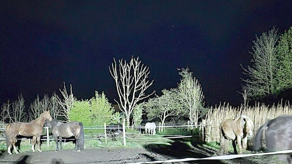 Alle Pferde konnten ins Freie gebracht werden. Foto: Feuerwehr Rene Iwanoff