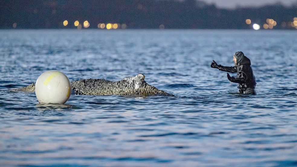 Hätte das Wal-Drama in Niendorf ein anderes Ende nehmen können? Dies lassen die jüngsten Aussagen des Meeresbiologen Robert Marc Lehmann vermuten. Foto: Ulrich Perrey