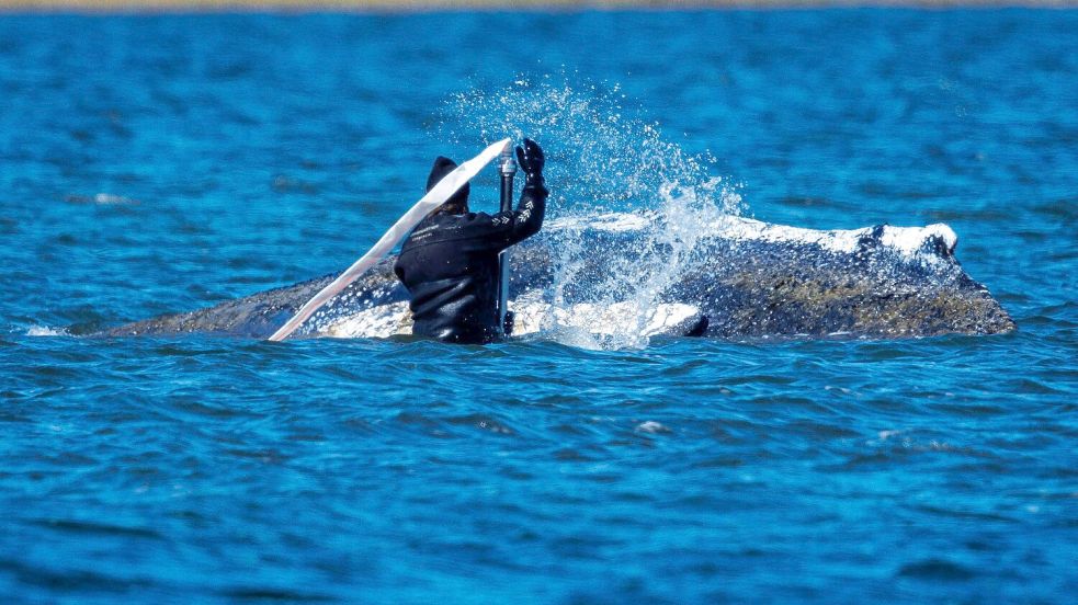 Helfer bemühen sich, den festsitzenden Buckelwal vor Poel freizuspülen. Foto: Jens Büttner