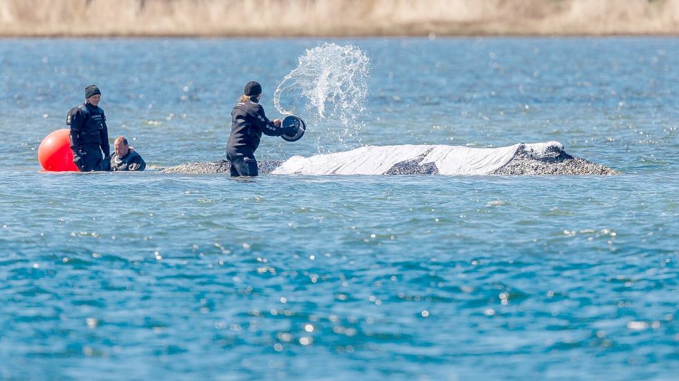 Helfer schütten Wasser auf den Rücken des Tieres. Foto: Jens Büttner