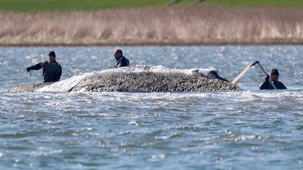Entgegen Empfehlungen aus der Wissenschaft gehen die Rettungsversuche an Buckelwal „Timmy“ weiter. Foto: IMAGO/Steven Mohr