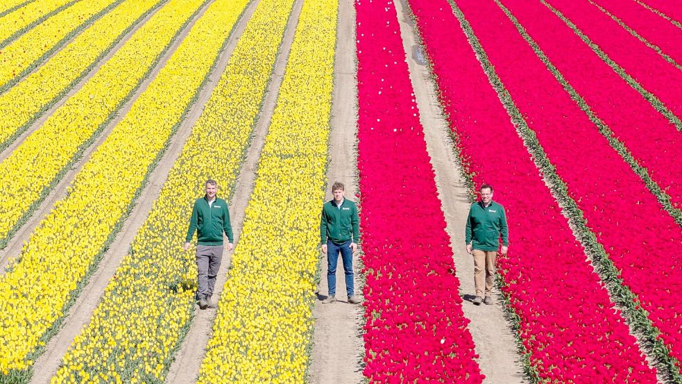 Mehrere Millionen Tulpen in verschiedenen Farben sorgen für bunte Felder. Foto: Julian Stratenschulte