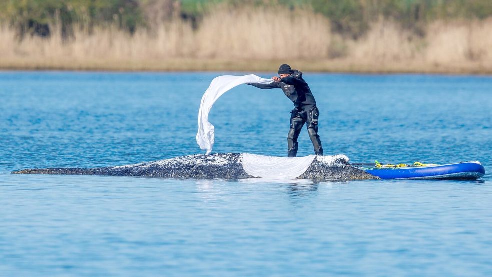 Eine private Initiative versucht seit Tagen, den Wal in der Ostsee vor Poel zu retten. Tiermediziner sehen das kritisch. Foto: Jens Büttner/dpa