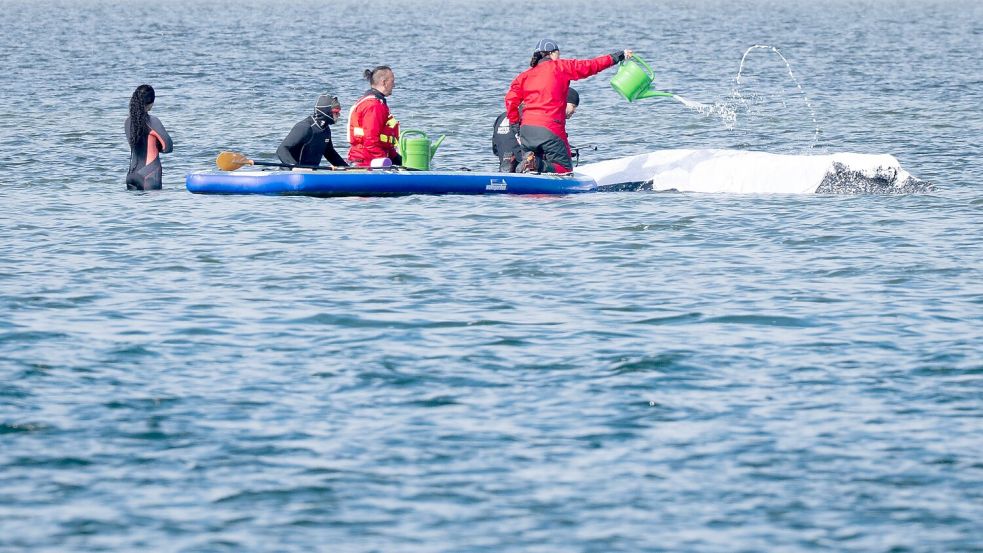 Ob der Buckelwal die Rettungsversuche überlebt, ist offen - Experten zufolge ist er stark geschwächt. Foto: Philip Dulian