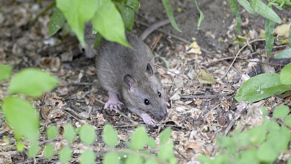 Eine Ratte in einem Vorgarten. In Scharrel sollen sich die Schädlinge bevorzugt in einem Beet am Raiffeisendamm aufhalten. Foto: DPA/Archiv