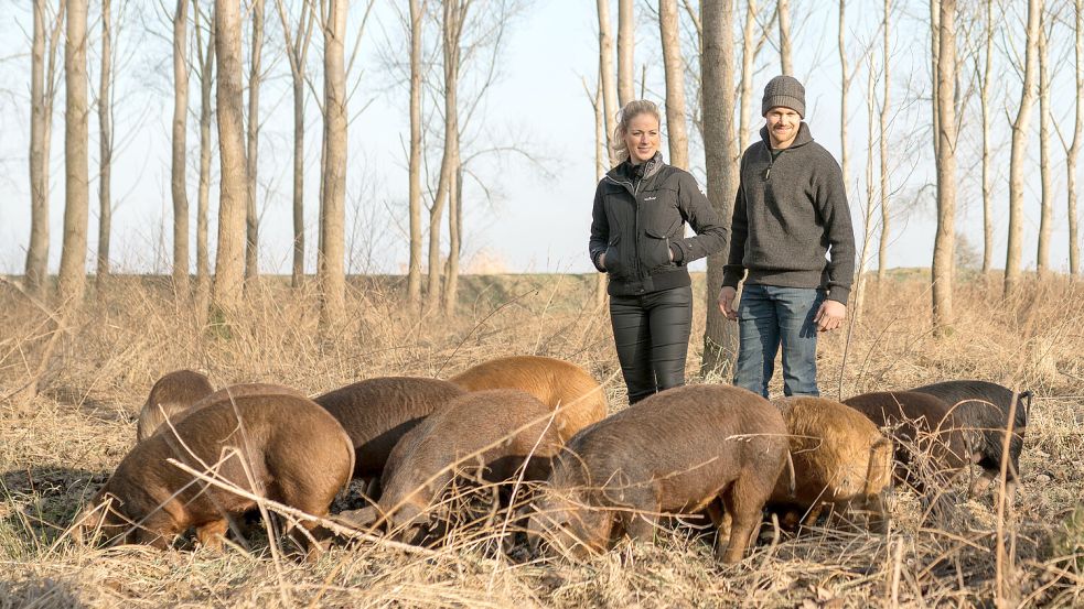 Im Jahr 2016 haben Claudia van der Laan und Willem Heppen erste Erfahrungen mit dem Einsatz ihrer Ackerschweine in der Gemeinde Borger-Odoorn gesammelt. Foto: privat