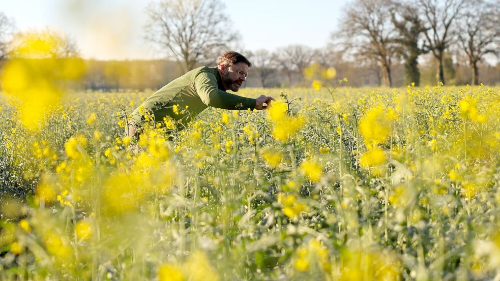 Frost und Käfer setzen dem Raps im Norden zu. Die EU-Kommission macht sich über Hilfen für Landwirte Gedanken. Foto: dpa/Christian Charisius