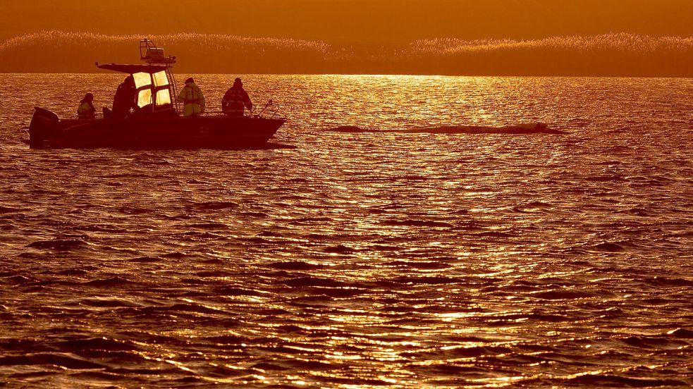 Bis in die Abendstunden arbeiteten die Helfer am Wal. Foto: Jens Büttner