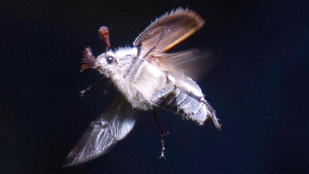 Maikäfer schwirren mit Einbruch der Dunkelheit aus. Foto: Boris Roessler
