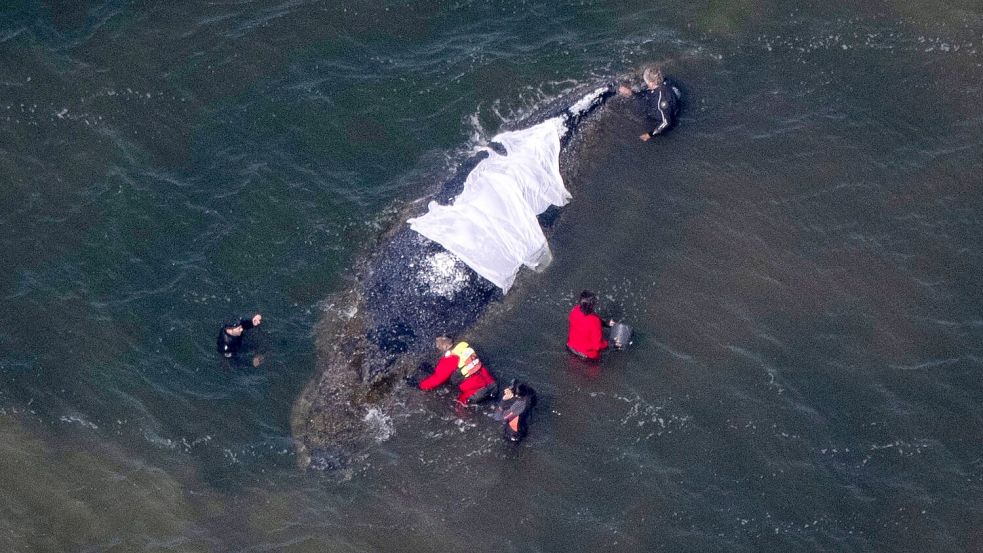 Für Wildtiere bedeute jede Annäherung Stress, betonen Experten. Foto: Philip Dulian