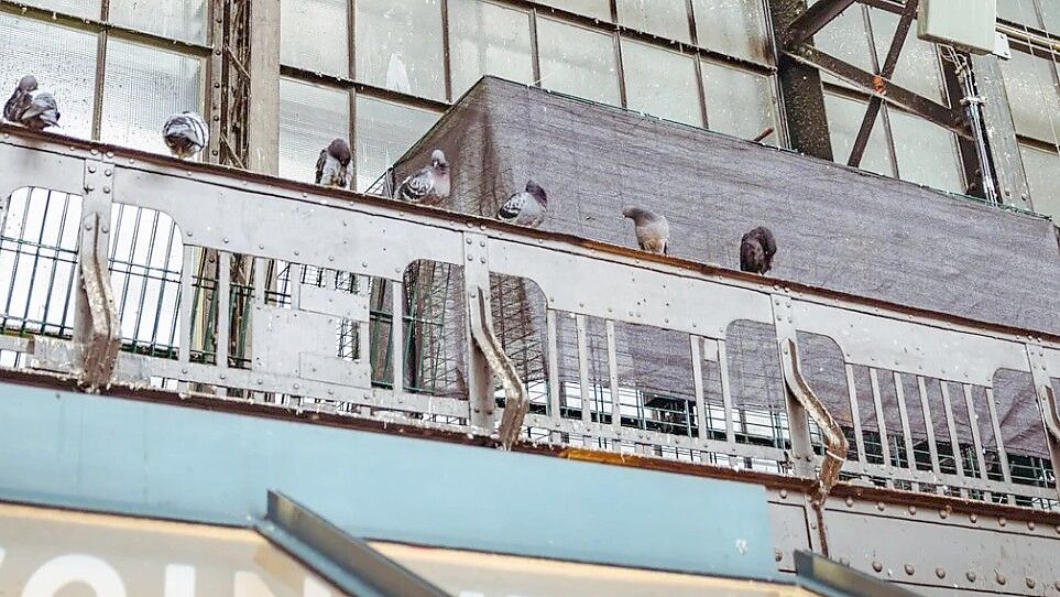 Eine Taubenfalle am Hamburger Hauptbahnhof sorgt für Diskussionen. Foto: Florian Quandt