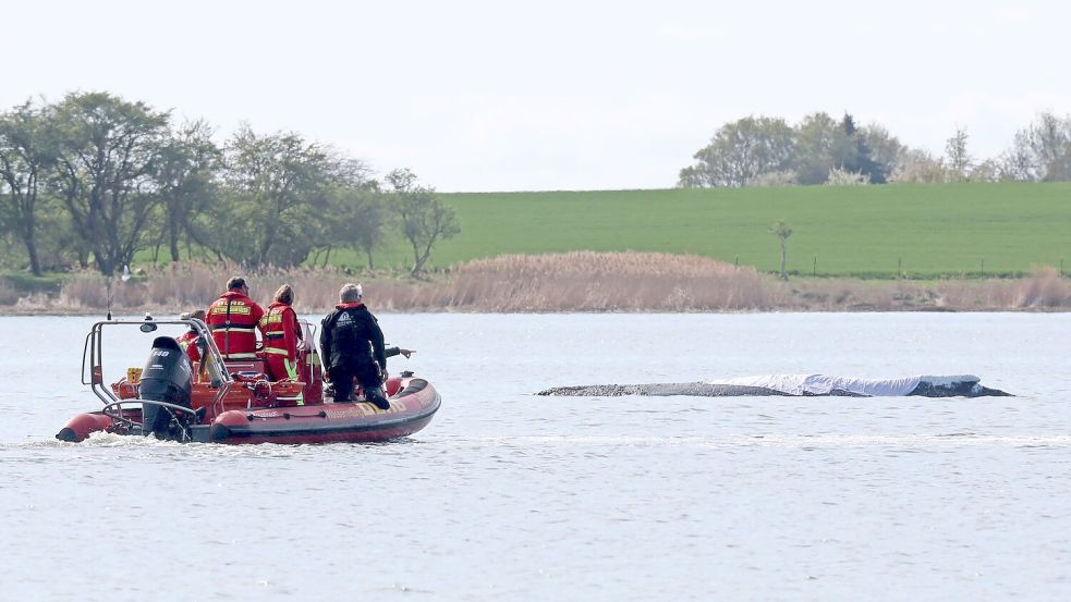 Der rund zwölf Meter lange Buckewal kann geborgen werden. (Archivbild) Foto: Bernd Wüstneck