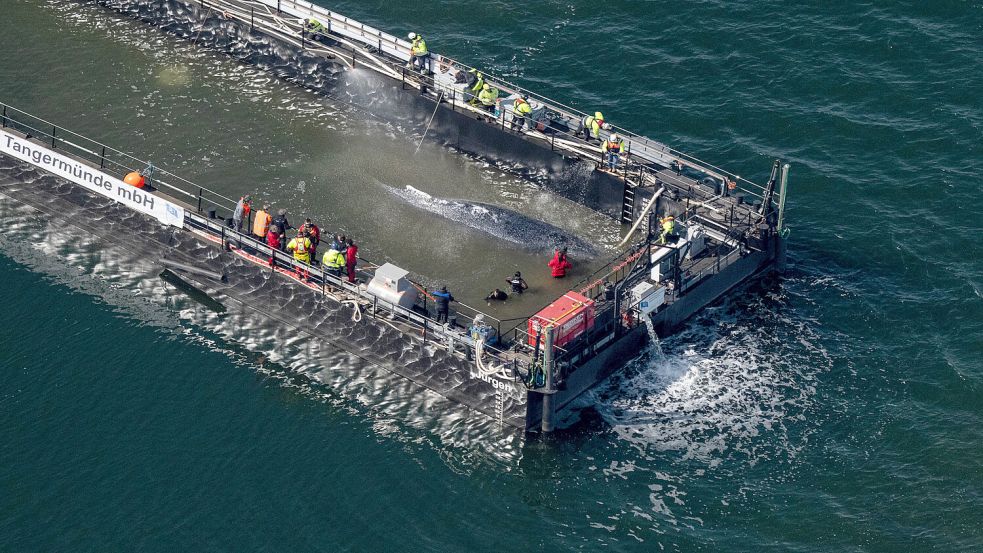 Buckelwal Timmy soll in einer Barge von der Ostsee in den Atlantik geschleppt werden. Foto: dpa