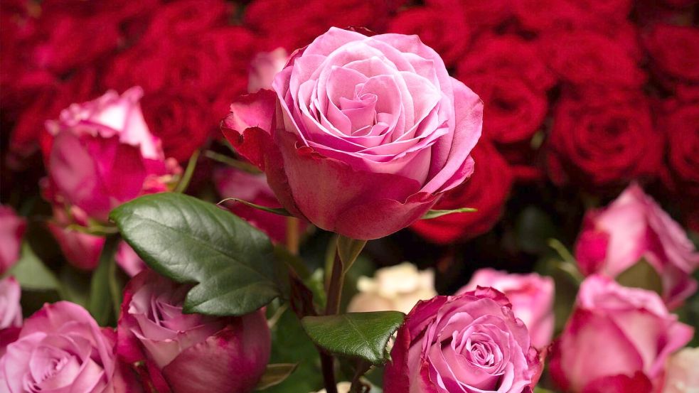 Die Rose ist die mit Abstand beliebteste Schnittblume in Deutschland. (Archivbild) Foto: Soeren Stache