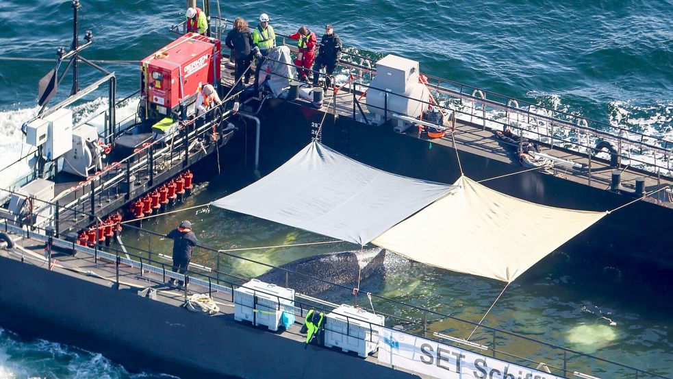 Der Wal soll in der Nordsee freigelassen werden. Foto: Christoph Reichwein