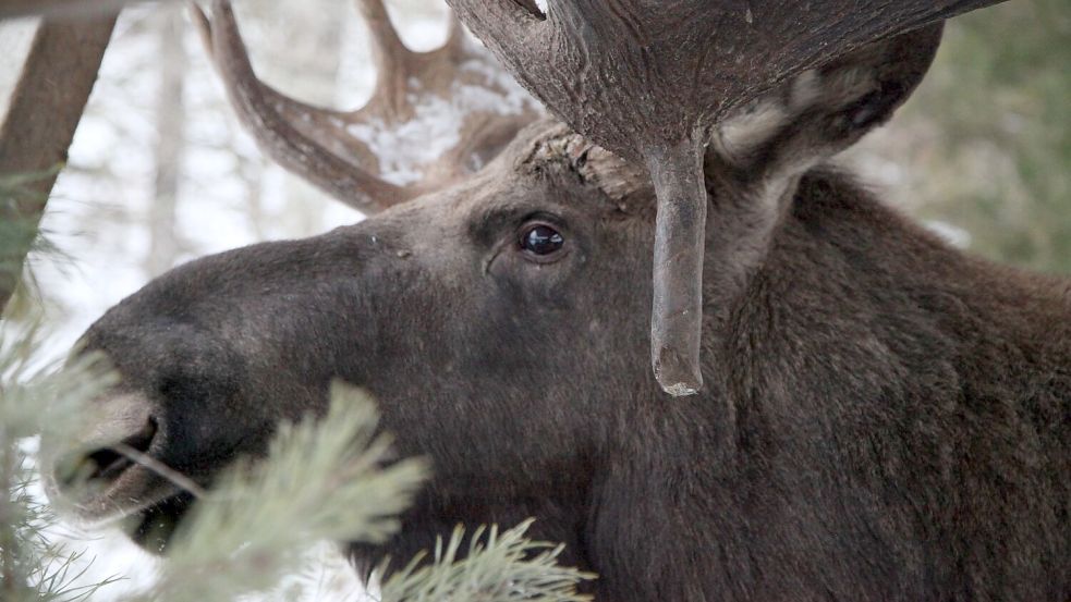 Elche gehören zu Schweden wie Abba, Ikea und Zimtschnecken. (Illustration) Foto: Demy Becker