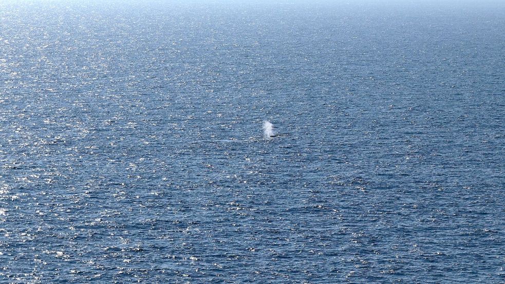 Das Foto zeigt vermutlich den Blas, die ausgeatmete Atemluft, des Buckelwals, der am Samstagmorgen in der Nordsee freigesetzt wurde. Foto: Sebastian Peters/NEWS5/dpa