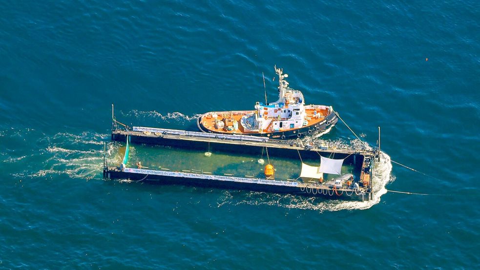 Der Buckelwal wurde in einer sogenannten Barge transportiert. Foto: Christoph Reichwein