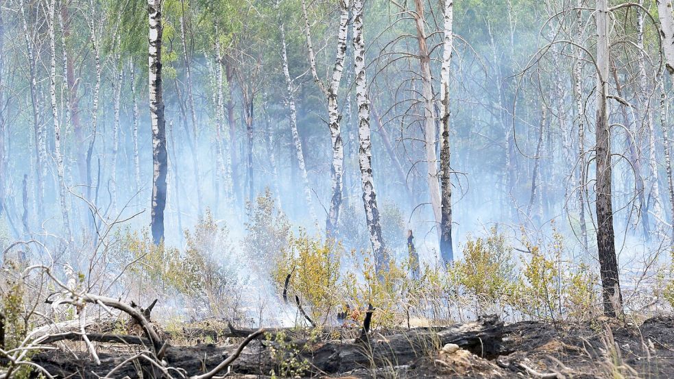 Der Waldbrand auf dem mit Kampfmitteln belasteten Gelände bei Jüterbog ist der bislang größte Waldbrand in dieser Saison in Brandenburg. Foto: Michael Bahlo