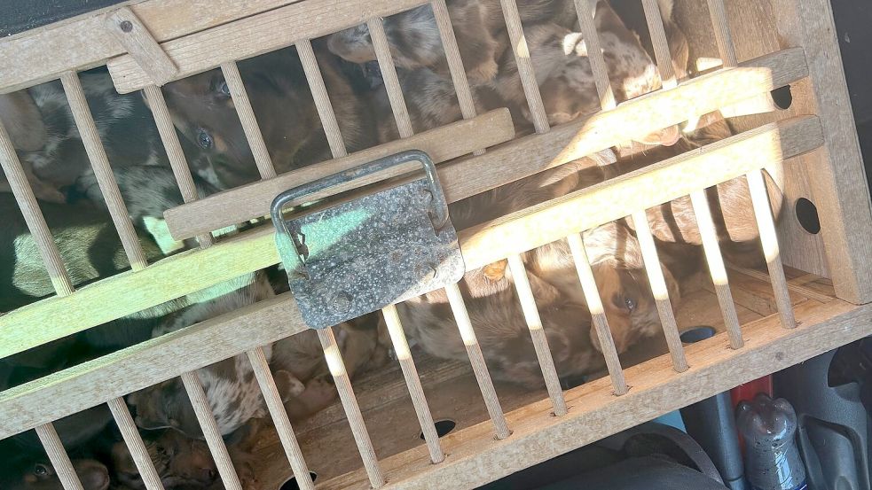 Viele der Tiere waren in einer Taubenbox eingesperrt. Foto: -/Hauptzollamt Braunschweig/dpa