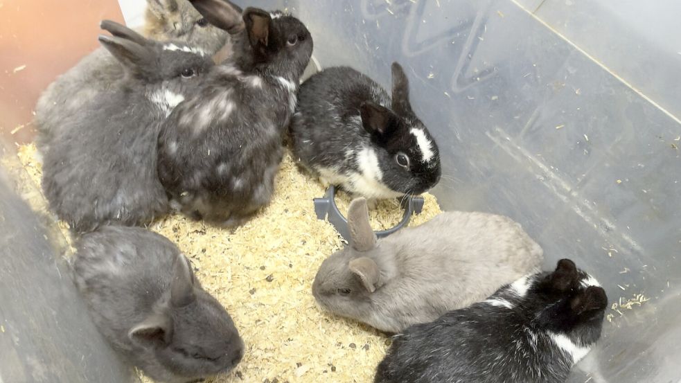Ein Foto von den ausgesetzten Kaninchen. Foto: Polizei